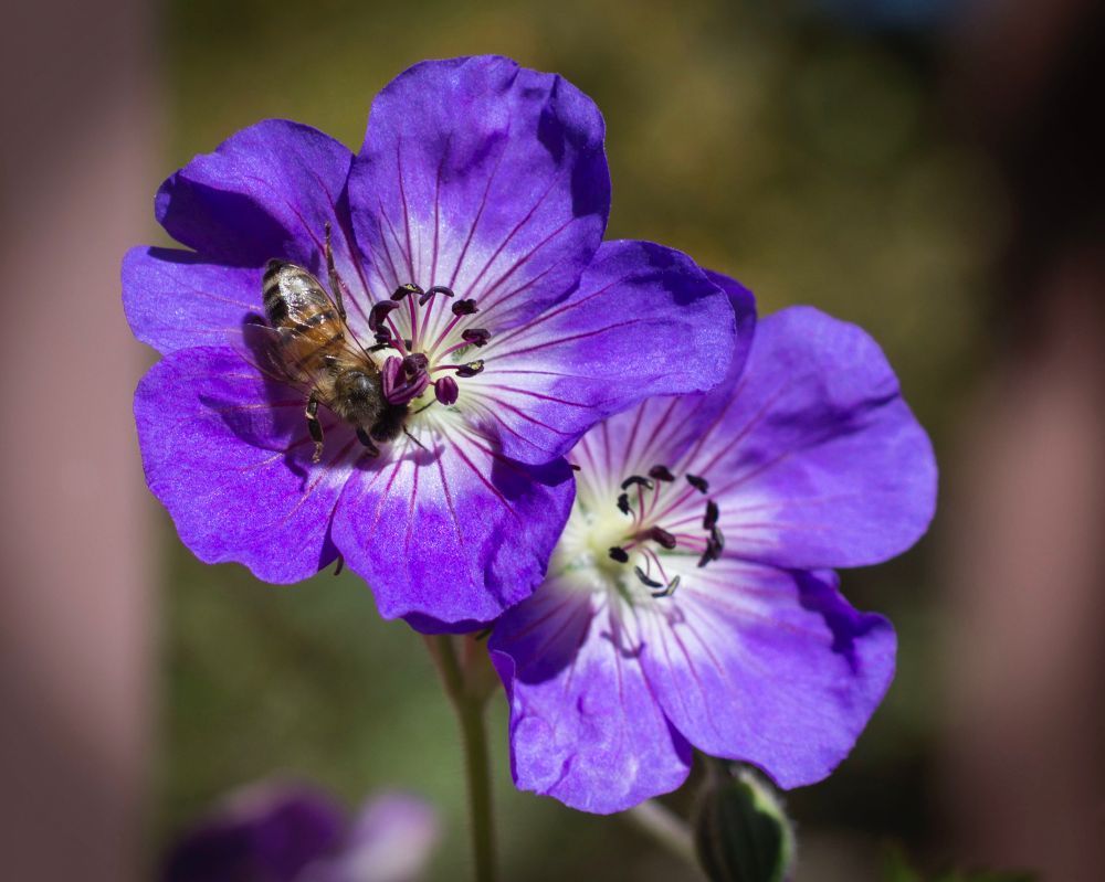 A photo of two delicate purple and white flowers in a garden in bright sunlight. A bee is on the left flower facing downward, near the flower’s center.
