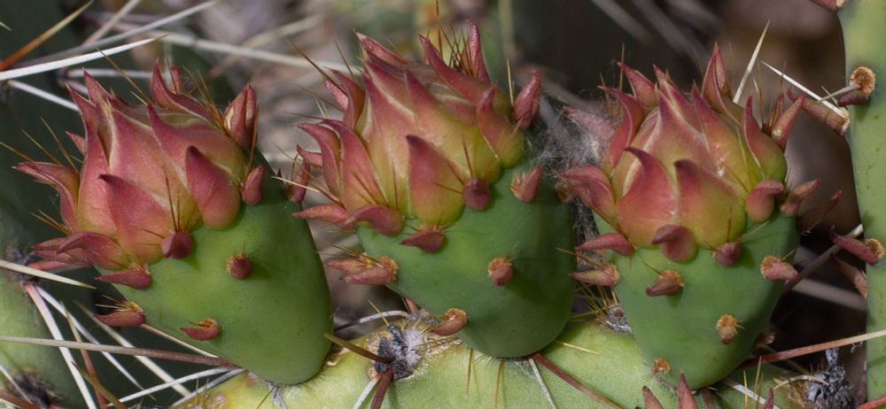 A close up photo of three cactus flower buds  in a garden 