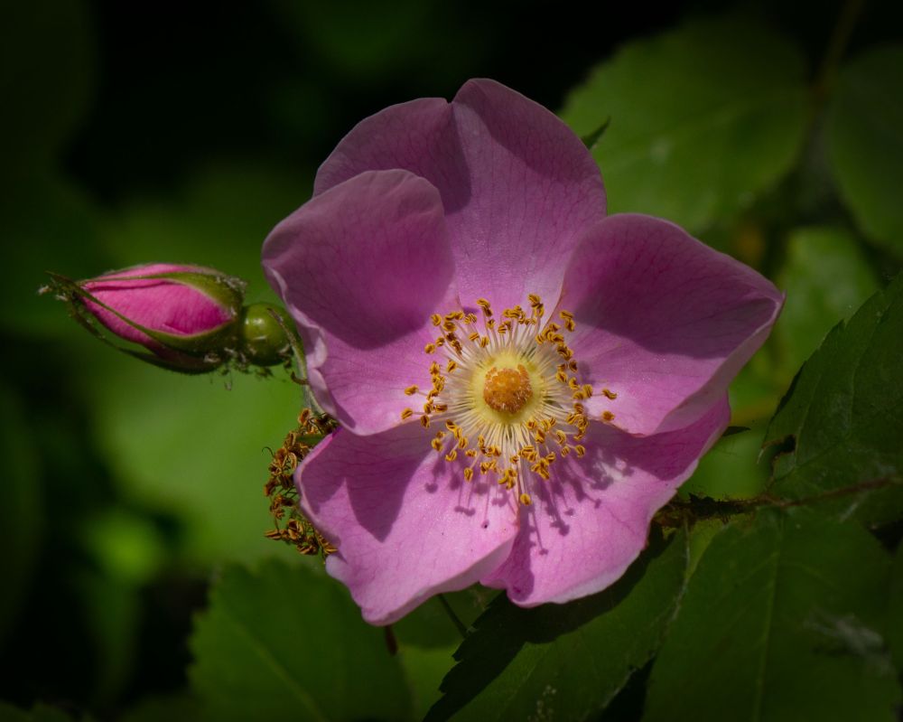 A photo of a pink flower in a garden with a pink flower bud pointing to the left 