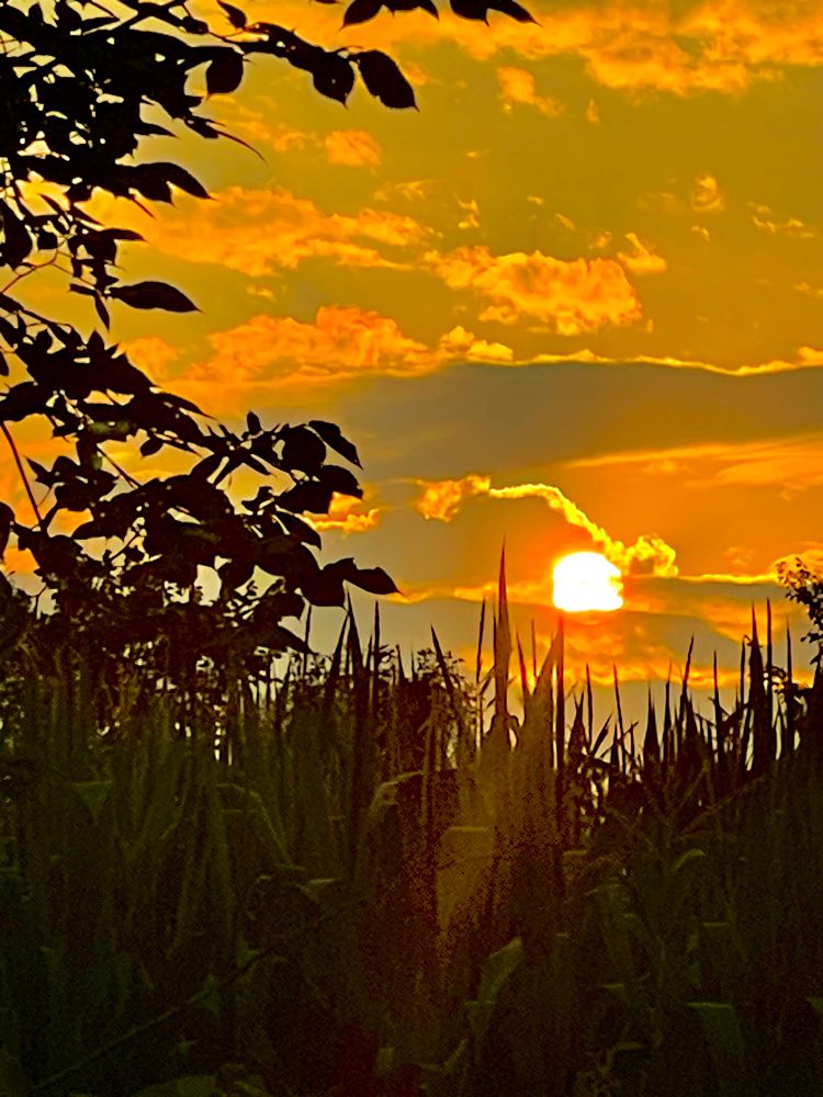 Last nights sunset with trees, corn plants and amazing clouds and sun in Minnesota.