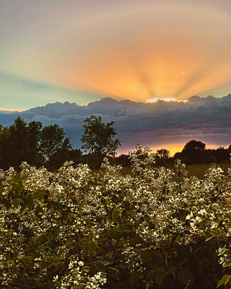 Amazing sunset across the fields of nature in Minnesota. Golden rays over the trees and brush.