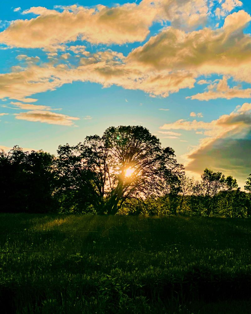 Sunset with blue sky’s through the trees in Minnesota