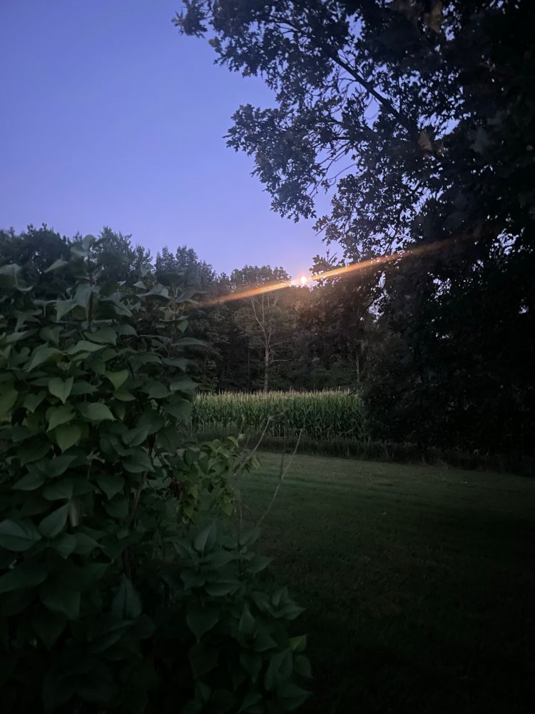 Sunset barely left peeking over the trees in the yard in Minnesota.