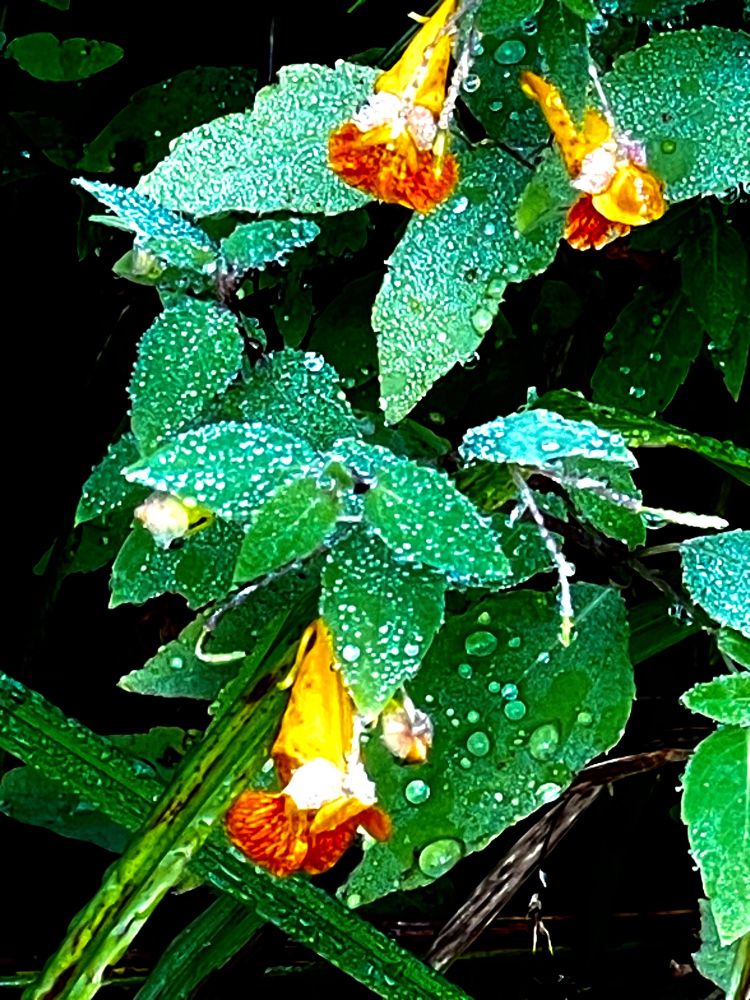 Beautiful plants along the pond in my yard with water drops covering it. Green, red and yellow in Minnesota.