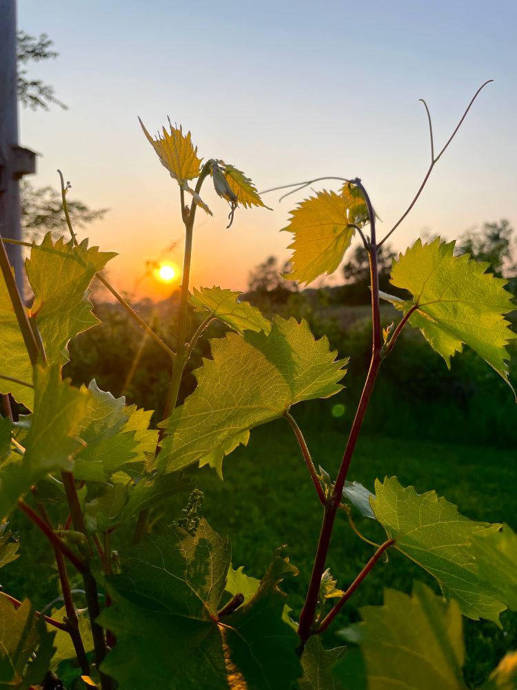 Sunset through the grape vines in Minnesota.