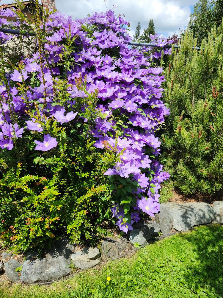 A very vigorous Clematis 'H.F. Young' is covered in large, blue flowers as it climbs a fence between an Evergreen Huckleberry (Vaccinium ovatum) on the left and a Pinus mugo 'Aura' on the right. 