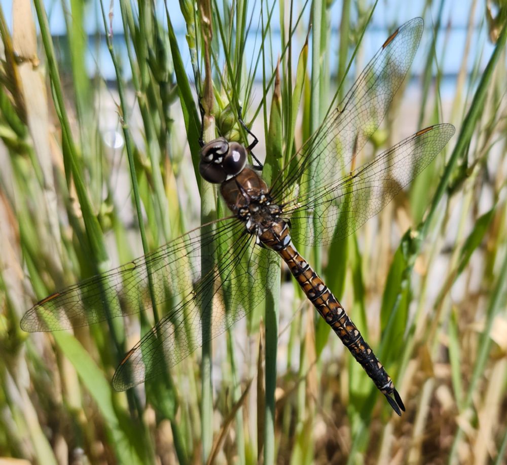 A brown and black dragonfly has just completed emergence from its exoskeleton and is gripping a tall stalk of grass while it sits in the sun waiting for its wings to dry and strengthen enough for proper flight.