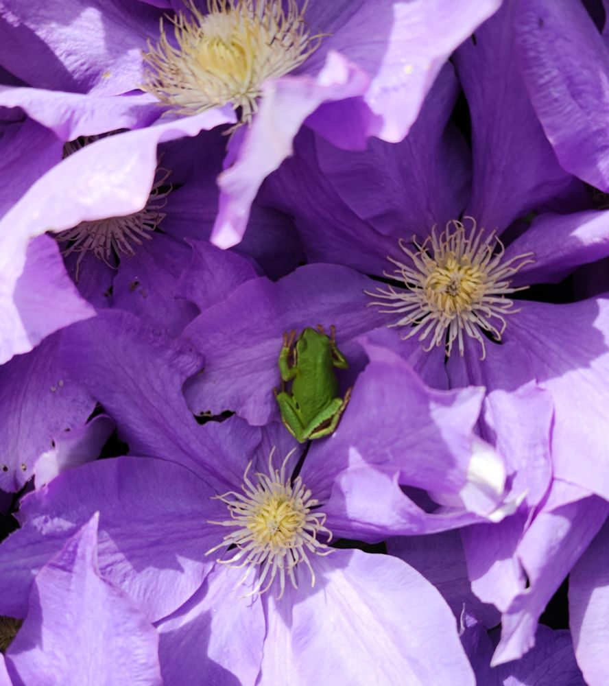 A small green Pacific Northwest tree frog sits nestled among the blue petals of several Clematis 'H.F. Young' flowers. 