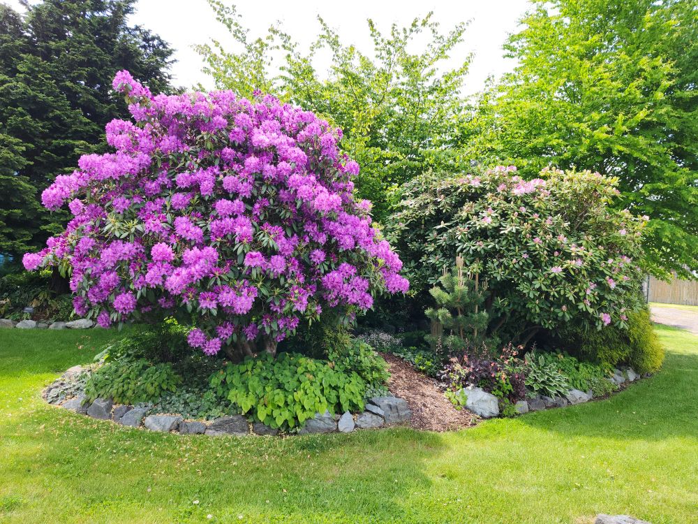 An unknown variety of rhododendron in full bloom covered in purple flowers. 