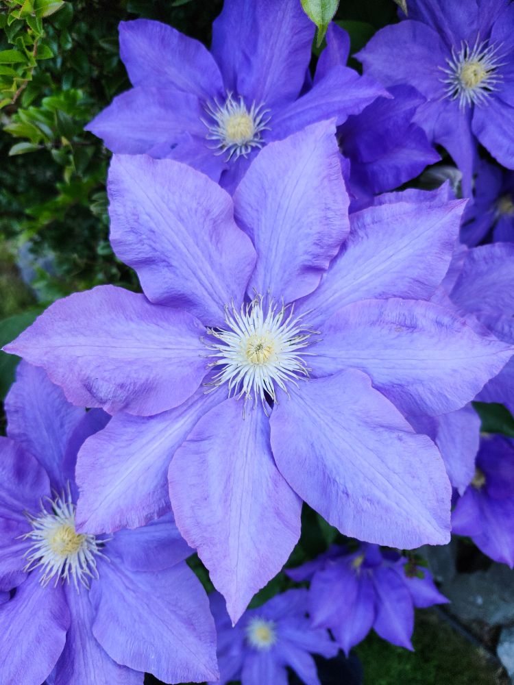 A large blue flower of Clematis 'H.F. Young'. 