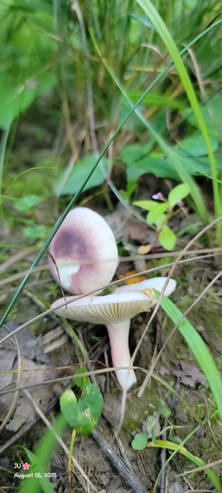 Purple russulas 