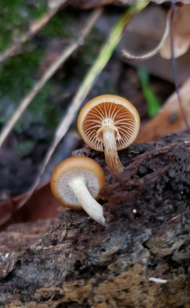 Tiny brown mushrooms with white/brown stems known as funeral bells 🔔  also known as Galerina. they have a partial veil that covers the gills; visible in the bottom mushroom.  