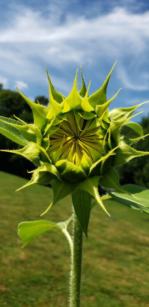Sunflower about to open
