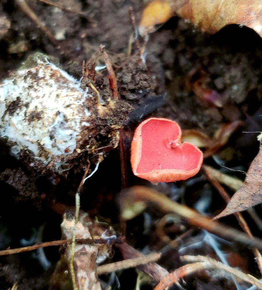 Sarcoscypha coccinea also known as Scarlett elf cups. Red ascomycota fungi with a jelly like texture