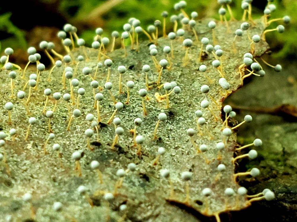 Pale blue slime mold (possibly a Physarum species) with yellow stems standing at attention on an old leaf 