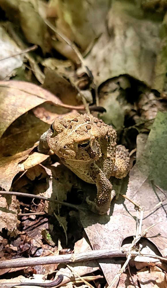 Super cute toad on the ground