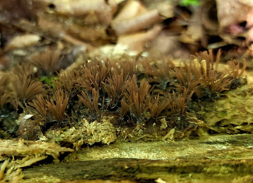 Stemonitis 