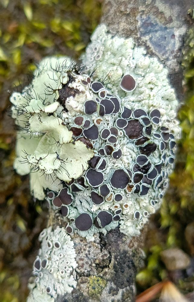 Physcia and Parmotrema lichens are prominent here. Pale green with black discs that are called apothecias 
