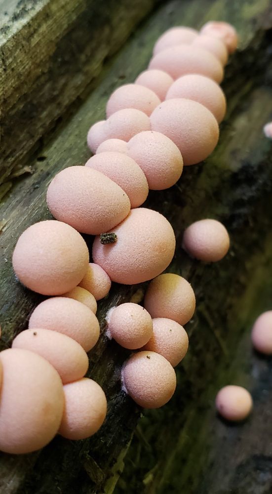 Pale pink Wolf's milk slimemold. They look almost like melons or fruit 🍑 Lycolgala sp. 