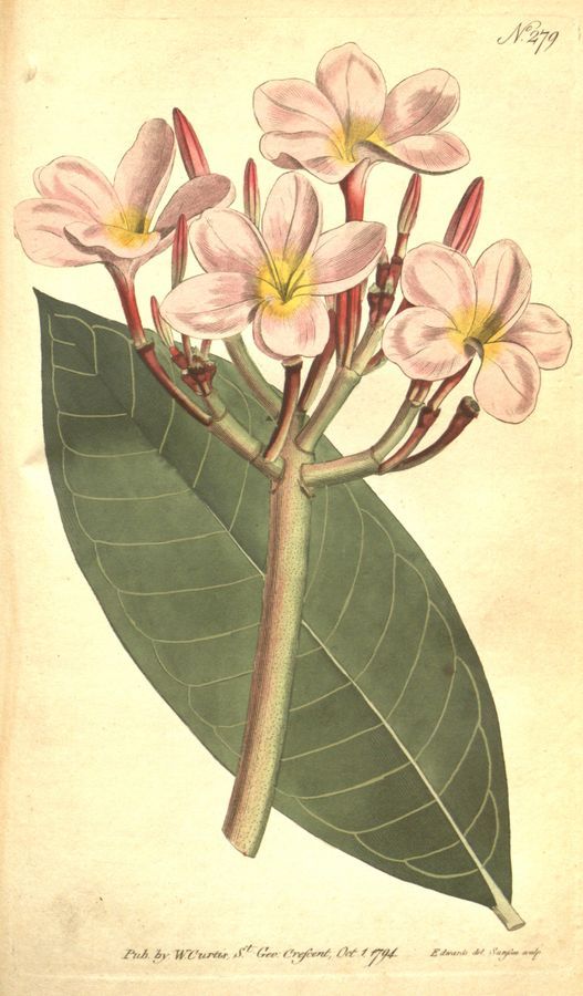 Plate 279: Rep plumeria (Prumeria rubra)