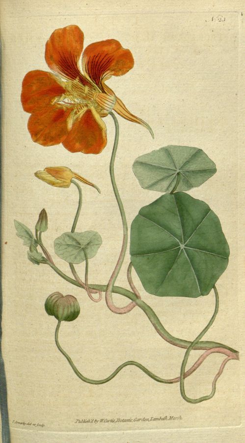 Plate 23: Greater indian cress, or nasturtium (Tropaeolum majus)