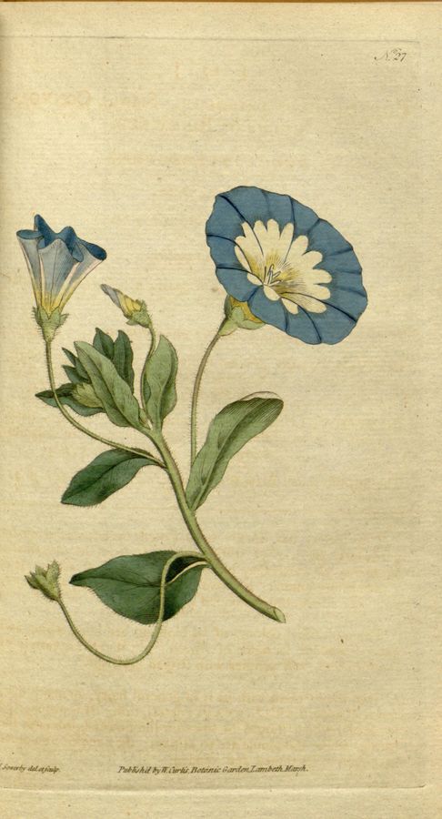 Plate 27: Small convolvulus or bindweed (Convolvulus tricolor)