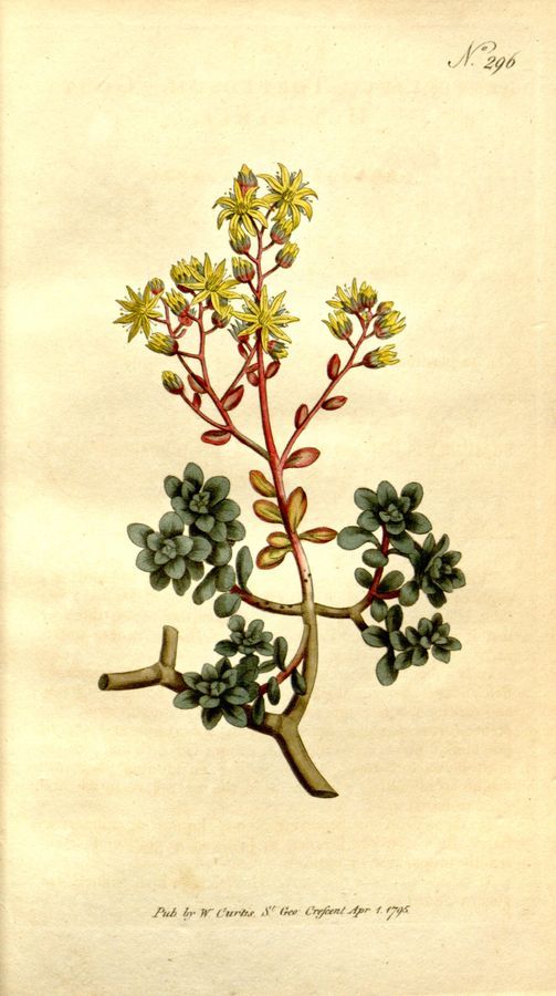 Plate 296: Gouty houseleek (Sempervivum tortuosum)