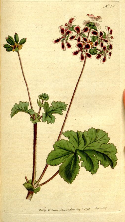 Plate 201: Two-colourep crane’s-bill (Pelargonium bicotor)