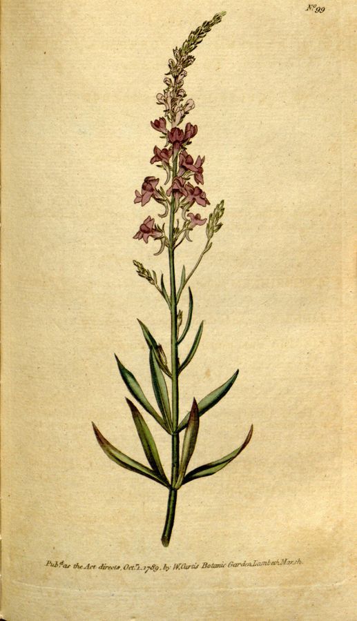 Plate 99: Purple toad-flax (Antirrhinum purpureum)