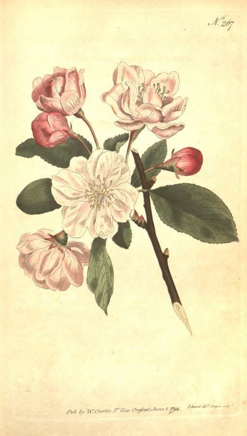 Plate 267: Chinese apple tree (Pyrus spectabilis)