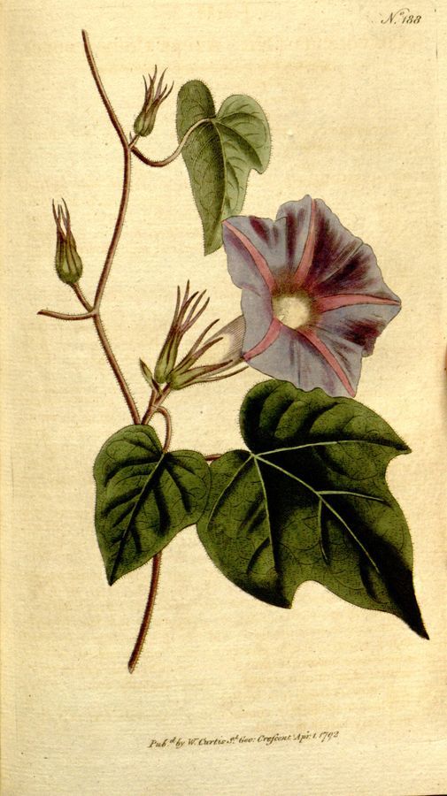 Plate 188: Azure convolvulus (Convolvulus nil)