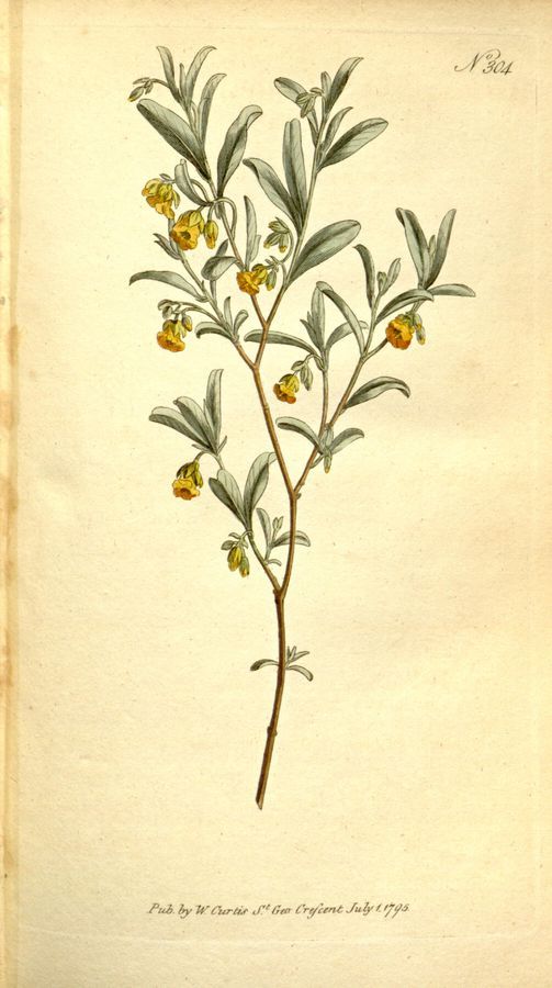 Plate 304: Lavender leaved hermannia (Hermannia lavendulifolia)