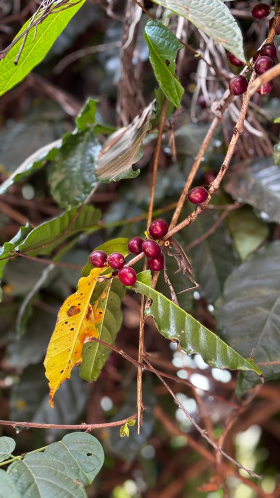 Photograph of an coffee plant