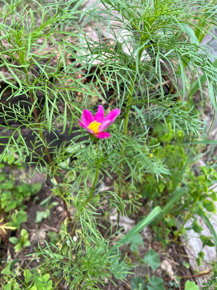 Garden Cosmos per iNaturalist. Single magenta bloom in field of green.
