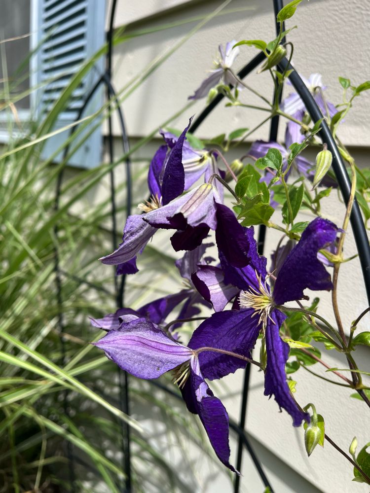 Purple blooms of a Jackmanii Clematis on a black trellis in front of a greige house with blue shutters.