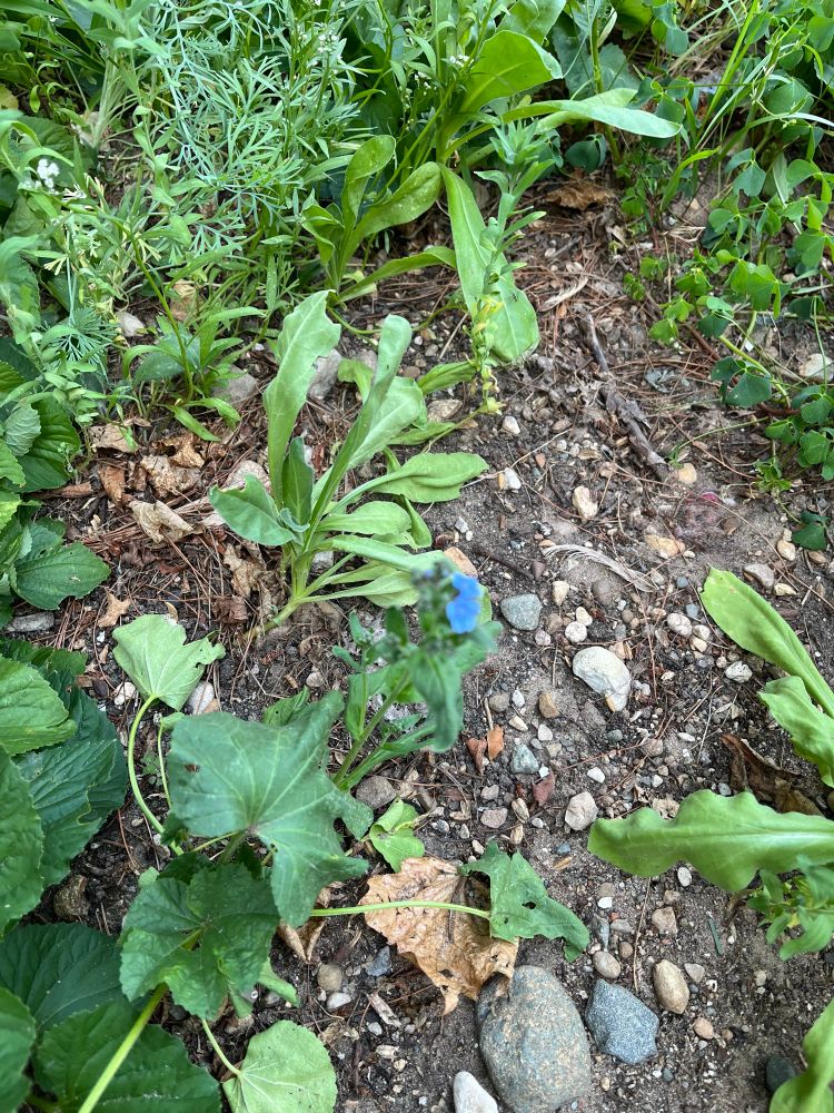 Chinese Forget me nots per iNaturalist. Light blue flowers are barely visible in the midst of a green garden bed.