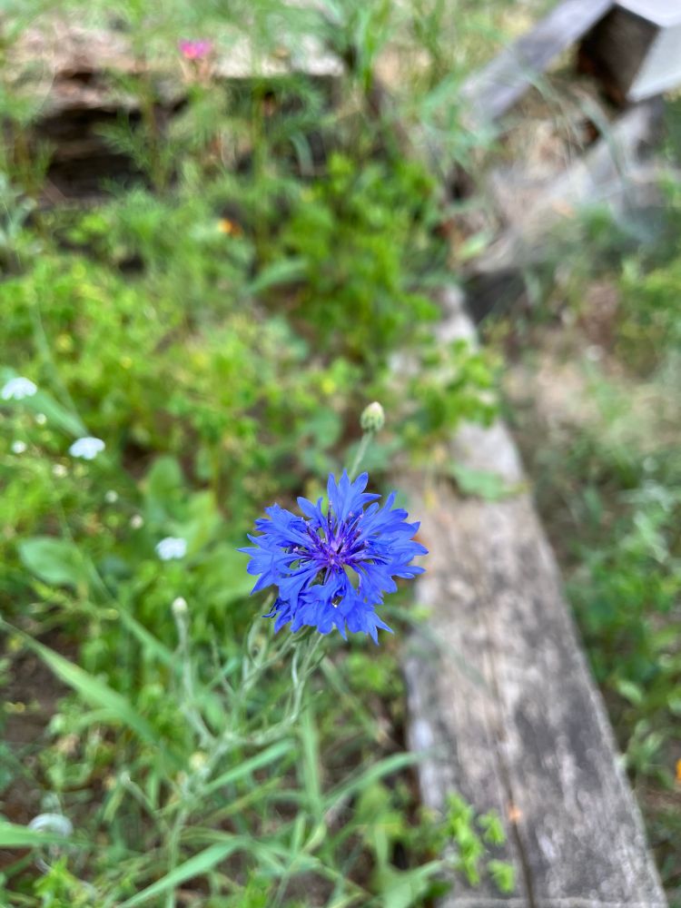 Cornflower per iNaturalist. Blue flower in a garden bed with an aged wood border.