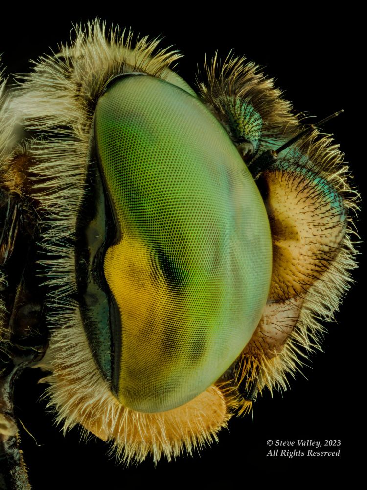 A male American Emerald dragonfly, Cordulia shurtleffi at Mosquito Swamp, Santiam Pass Hwy 20, Oregon, USA. A focus stacked portrait, lateral view, shot with a Rodenstock Rodagon 50mm mounted on a Nikon PB-4 Bellows on a Nikon D850 ~3.5X