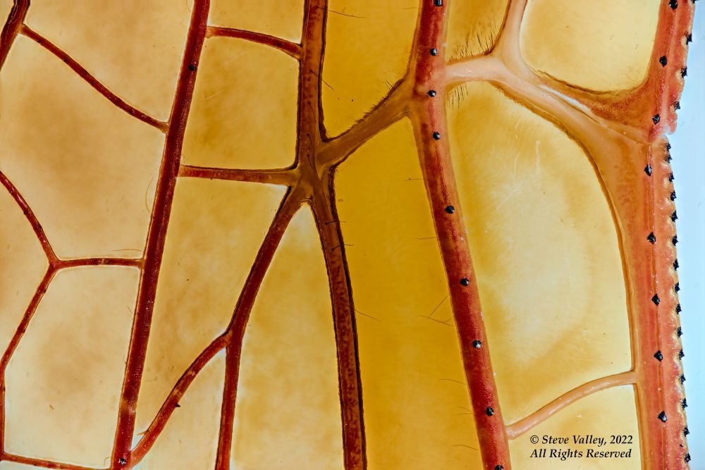 A portion of the rear wing of a male Flame Skimmer Dragonfly, Libellula saturata, Cox Creek, Albany, Oregon, USA. Dragonfly wings are not flat 2-dimensional structures, but rather, they are 3-dimensional, with grooves and ridges running lengthwise along the wing making it rigid, but allowing it to flex from base to tip and front to back without breaking. The membrane of each cell surrounded by veins creates a network that is very resistant to shearing forces. Tiny spines along the veins have very subtle, but cumulative affect on how air flows across each wing The whole wing acts as nature's most perfect airfoil. AND there are 4 of them, each independently movable and they can also rotate about 180 degrees. Dragonflies and damselflies are the only insects whose wings are controlled and powered by muscles that are attached directly to the bases of each wing. Independent sets of muscles raise, lower and rotate and un-rotate each wing. Focus stacks shot with a Nikon D810 and a Mitutoyo M Plan APO 10X infinity microscope objective.
