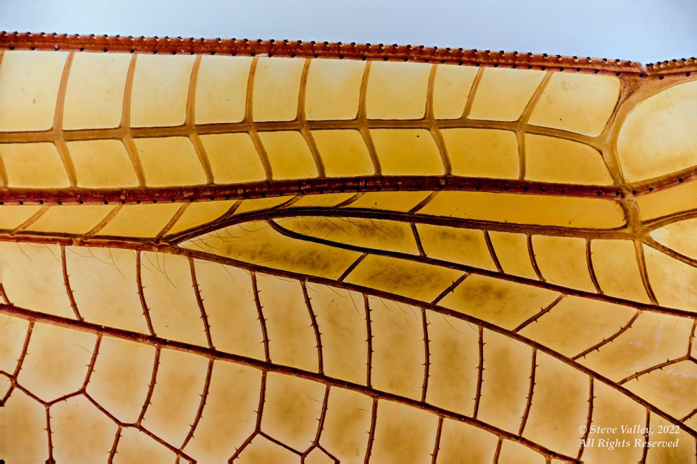 A portion of the rear wing of a male Flame Skimmer Dragonfly, Libellula saturata, Cox Creek, Albany, Oregon, USA. Dragonfly wings are not flat 2-dimensional structures, but rather, they are 3-dimensional, with grooves and ridges running lengthwise along the wing making it rigid, but allowing it to flex from base to tip and front to back without breaking. The membrane of each cell surrounded by veins creates a network that is very resistant to shearing forces. Tiny spines along the veins have very subtle, but cumulative affect on how air flows across each wing The whole wing acts as nature's most perfect airfoil. AND there are 4 of them, each independently movable and they can also rotate about 180 degrees. Dragonflies and damselflies are the only insects whose wings are controlled and powered by muscles that are attached directly to the bases of each wing. Independent sets of muscles raise, lower and rotate and un-rotate each wing. Focus stacks shot with a Nikon D810 and a Mitutoyo M Plan APO 5X infinity microscope objective.
