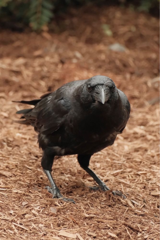 crow on the ground, standing close and staring straight at camera
