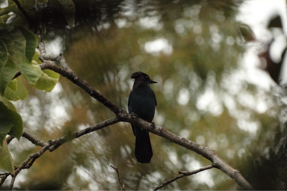 steller’s jay in a tree