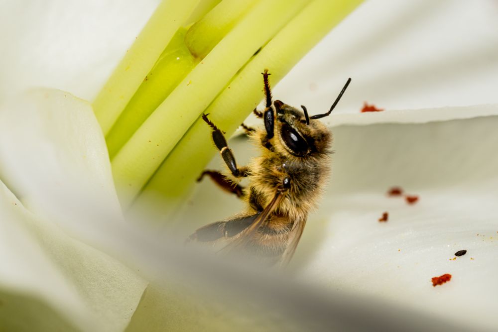 A worker bee I think, so heavy with Pollen he was resting, great as it gave me my first stacked image at Macro