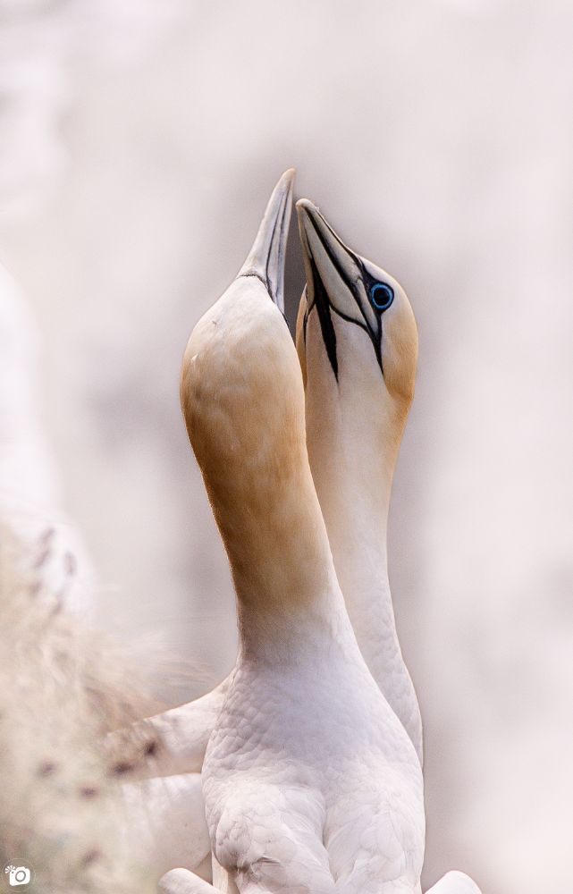 Another shot of the Gannets from Bempton on the East Yorkshire coast, UK from last week. First attempt at this type of edit.  