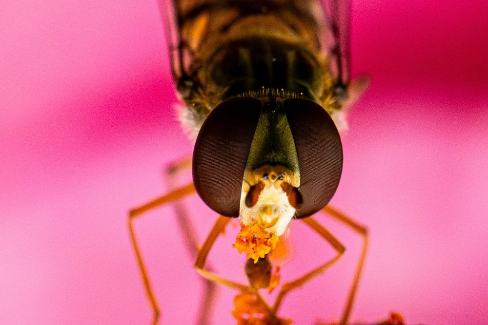 I have no idea what creature this is but it's enjoying the pollen