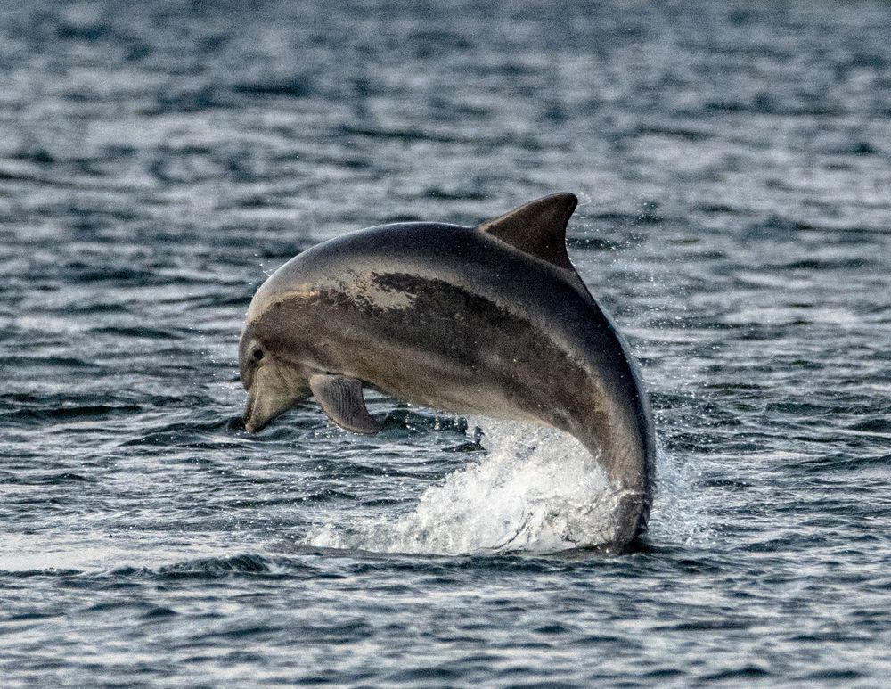 Dolphin at Chanonry Point, not bad considering I had two dogs pulling me in every direction and handheld @460mm