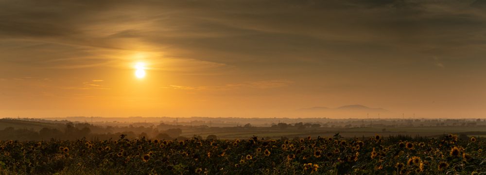 Sunflowers at Crummock Bank Farm, North Cumbria, UK looking across to Scotland