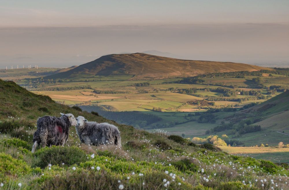 Herdies in Lakeland with Binsey beyond