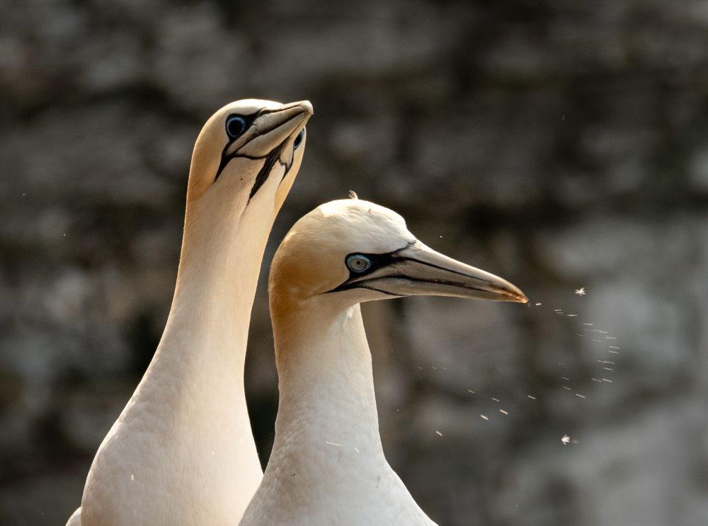 A quick edit on one of the pictures of the Gannets from Bempton on the East Yorkshire coast, UK yesterday 
