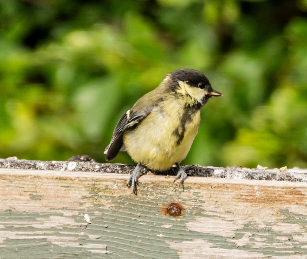 Baby Fledgling in my back garden - yes my shed needs a paint!
